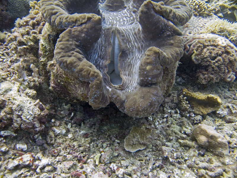 Dogtooth Lair, Giant Clam
